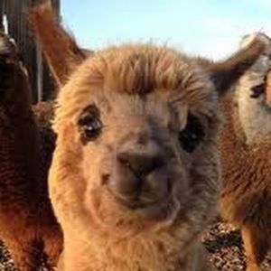 Meet your Posher, Lia